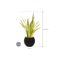 Sansevieria trifasciata 'Lauren' in Capi Nature Groove