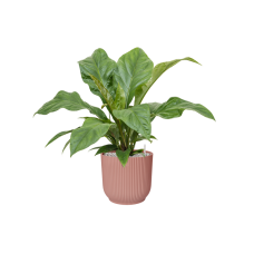 Anthurium elipticum 'Jungle Bush' in Vibes Fold