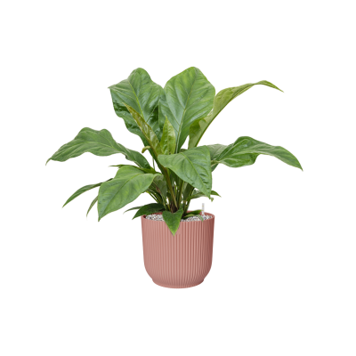 Растение в кашпо Anthurium elipticum 'Jungle Bush' in Vibes Fold