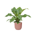 Растение в кашпо Anthurium elipticum 'Jungle Bush' in Vibes Fold