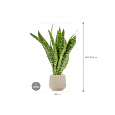 Sansevieria masoniana 'Dragon' in Baq Raindrop