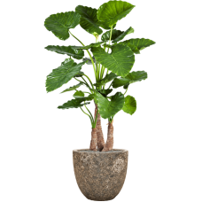 Alocasia calidora in Baq Lava