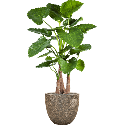 Растение в кашпо Alocasia calidora in Baq Lava