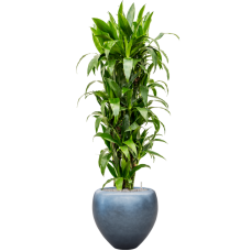 Dracaena fragrans 'Janet Craig' in Baq Metallic Silver leaf