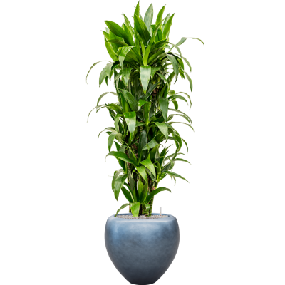 Растение в кашпо Dracaena fragrans 'Janet Craig' in Baq Metallic Silver leaf