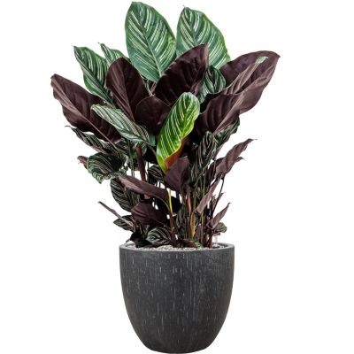 Растение в кашпо Calathea sanderiana in Baq Raindrop