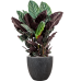 Растение в кашпо Calathea sanderiana in Baq Raindrop