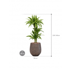 Dracaena fragrans 'Lemon Lime' in Baq Opus Hit