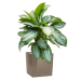 Растение в кашпо Aglaonema 'Silver Bay' in Lechuza Cube Premium