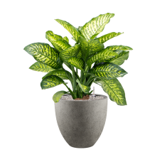 Dieffenbachia seguine 'Maroba' in Grigio