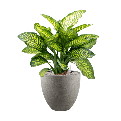 Растение в кашпо Dieffenbachia seguine 'Maroba' in Grigio