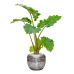 Растение в кашпо Alocasia 'Portodora' in Baq Opus Raw