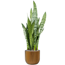 Sansevieria zeylanica in Capi Nature Groove