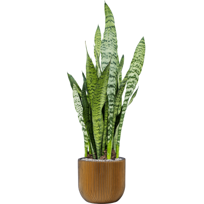 Растение в кашпо Sansevieria zeylanica in Capi Nature Groove