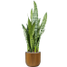 Растение в кашпо Sansevieria zeylanica in Capi Nature Groove