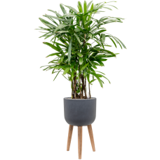 Rhapis excelsa in Refined Retro With Feet