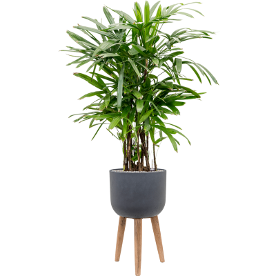 Растение в кашпо Rhapis excelsa in Refined Retro With Feet