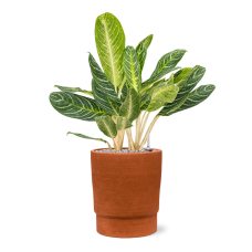 Aglaonema 'Key Lime' in Chao