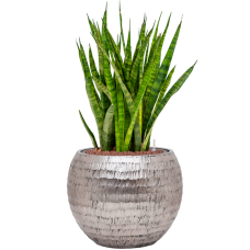 Sansevieria kirkii in Baq Opus Hammered