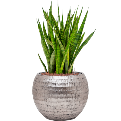 Растение в кашпо Sansevieria kirkii in Baq Opus Hammered