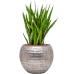 Растение в кашпо Sansevieria kirkii in Baq Opus Hammered