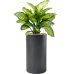 Растение в кашпо Dieffenbachia seguine 'Maroba' in Baq Basic
