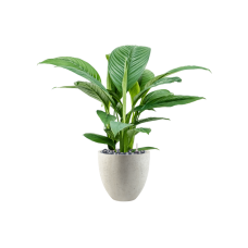 Spathiphyllum 'Sensation' in Grigio