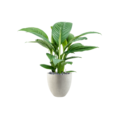 Растение в кашпо Spathiphyllum 'Sensation' in Grigio