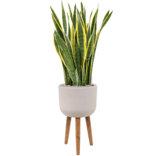 Sansevieria trifasciata 'Laurentii' in Refined Retro Feet