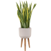 Растение в кашпо Sansevieria trifasciata 'Laurentii' in Refined Retro Feet