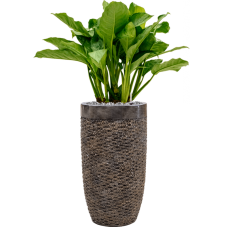 Aglaonema 'Freedman' in Baq Luxe Lite Universe Layer