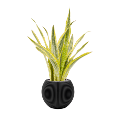 Sansevieria trifasciata 'Lauren' in Capi Nature Groove