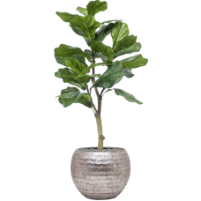 Ficus lyrata in Baq Opus Hammered