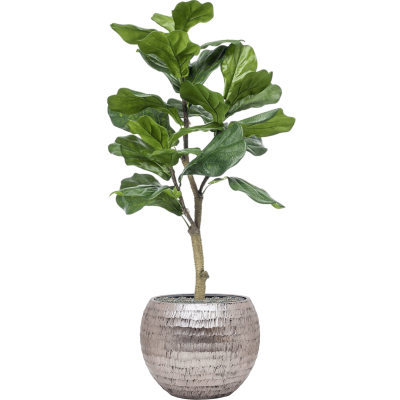 Растение в кашпо Ficus lyrata in Baq Opus Hammered