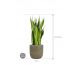 Растение в кашпо Sansevieria zeylanica in Magna