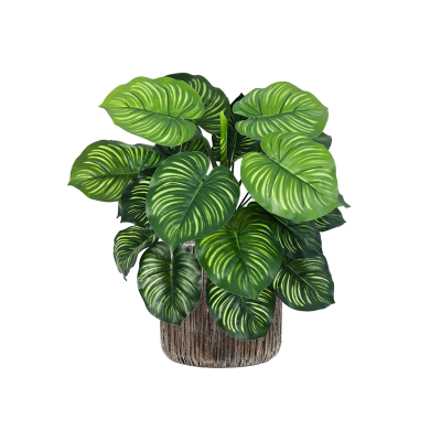 Растение в кашпо Calathea in Baq Luxe Lite Universe Waterfall