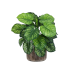 Растение в кашпо Calathea in Baq Luxe Lite Universe Waterfall