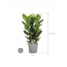 Растение в кашпо Ficus benghalensis 'Audrey' in Greensense Aqua Care