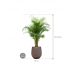 Растение в кашпо Dypsis (Areca) lutescens in Baq Opus Hit