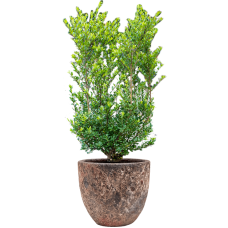 Ilex crenata 'Dark Green' in Baq Lava