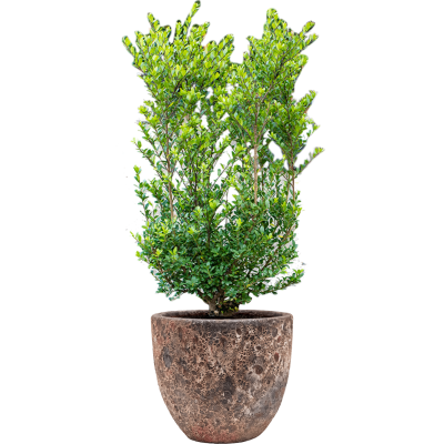 Растение в кашпо Ilex crenata 'Dark Green' in Baq Lava