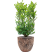 Растение в кашпо Ilex crenata 'Dark Green' in Baq Lava