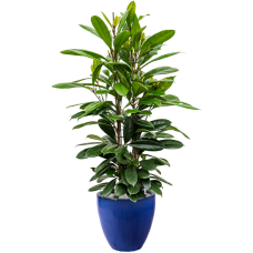 Ficus cyathistipula in Plain