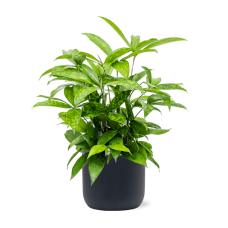 Dracaena surculosa in Baq Ease