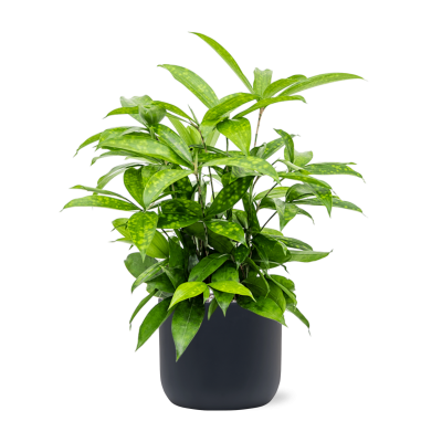 Растение в кашпо Dracaena surculosa in Baq Ease