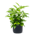 Растение в кашпо Dracaena surculosa in Baq Ease