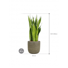 Sansevieria zeylanica in Magna