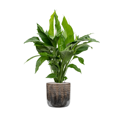 Растение в кашпо Spathiphyllum 'Sweet Lauretta' in Baq Luxe Lite Comet