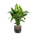 Растение в кашпо Spathiphyllum 'Sweet Lauretta' in Baq Luxe Lite Comet