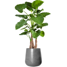 Alocasia calidora in Fiberstone